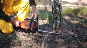 How Our Tree Care Process Works  in  Ashton, ID